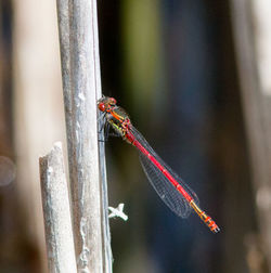 Close-up of dragonfly on plant