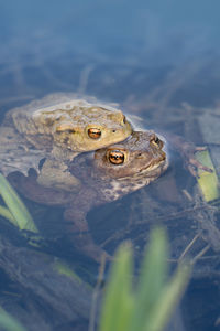 Close-up of frog swimming in lake