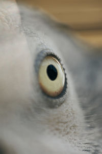 Macro shot of animal eye