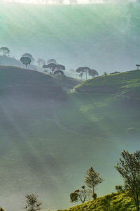 Plants growing on land against sky