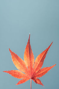 Close-up of orange maple leaves against sky