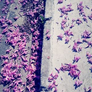 Close-up of pink flowers