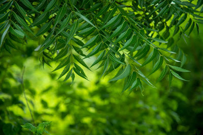 Close-up of green leaves