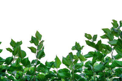 Low angle view of plants against white background