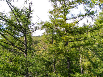 Low angle view of pine trees in forest