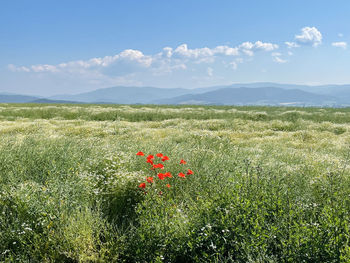 Red poppies on field against sky