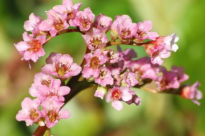 Close-up of pink cherry blossoms