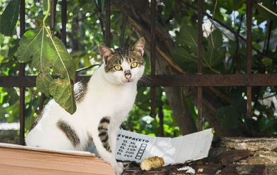 Portrait of cat sitting by plants