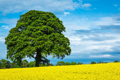 Tree growing at rape farm against cloudy sky