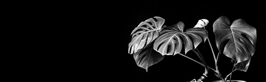 Close-up of flowering plant against black background