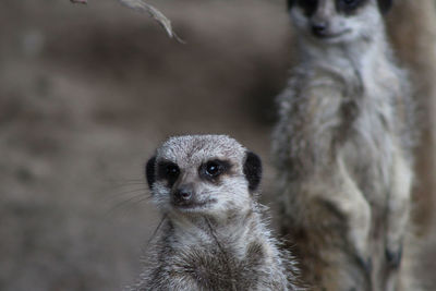 Close-up of meerkat