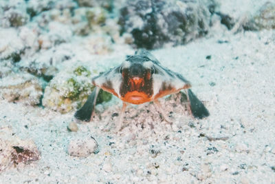 Close-up of fish in sea