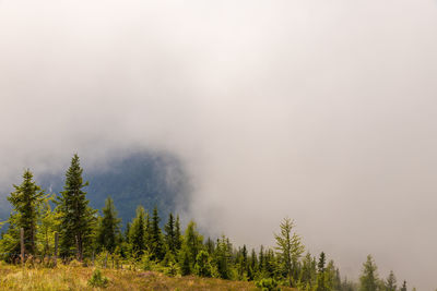 Pine trees in forest against sky