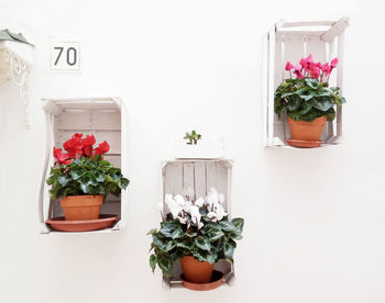 Potted plants on window sill against wall