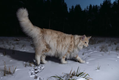 High angle view of cat on snow