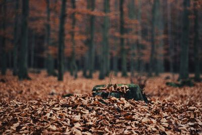 Fallen leaves on field