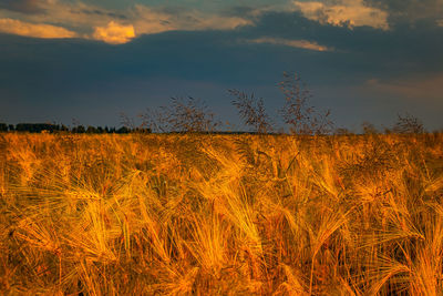 Scenic view of field against sky during sunset