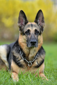 Portrait of dog sitting on field