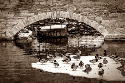 Swans swimming in lake