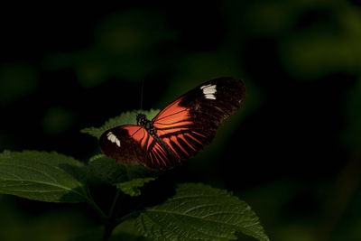 Butterfly on leaf