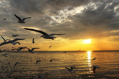 Seagulls flying over sea during sunset