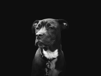 Close-up of dog looking away against black background