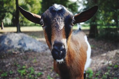 Portrait of goat on field