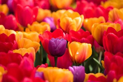 Full frame shot of multi colored tulips