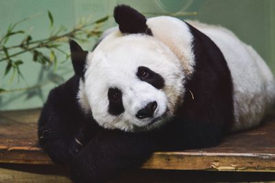 Portrait of panda relaxing on wooden table