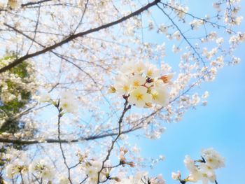 Low angle view of cherry blossoms in spring