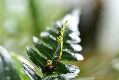 Close-up of ladybug on leaf