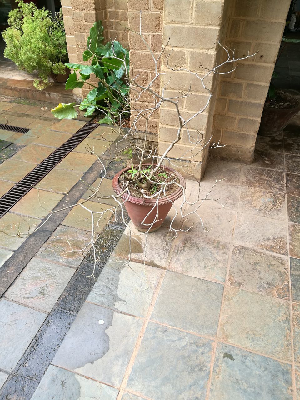 HIGH ANGLE VIEW OF PLANTS GROWING OUTDOORS