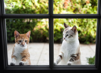 Cats standing by window seen through glass