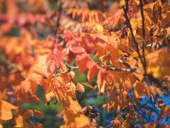 Close-up of maple tree during autumn