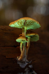 macro photography