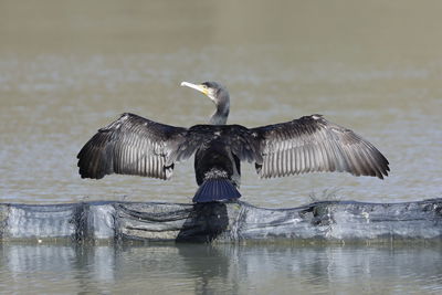 Bird flying over lake