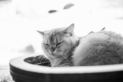 Close-up of a cat resting