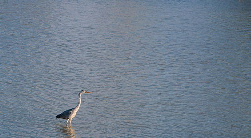 View of a bird in lake