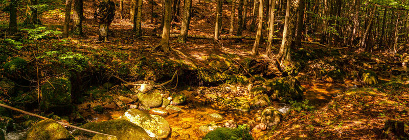 Plants in a forest