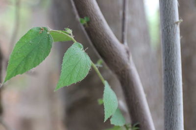 Close-up of fresh green plant
