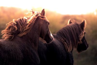 Horses on field against sky