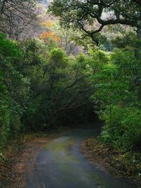 Road amidst trees in forest during autumn