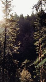 Trees in forest against sky