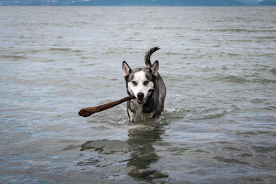 Dog standing in a sea