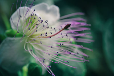 Close-up of purple flower