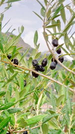 Close-up of insect on plant