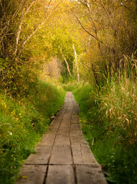 Footpath leading towards forest