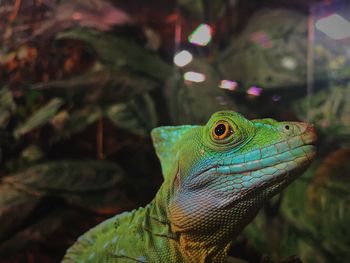 Close-up of lizard