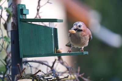 Close-up of bird perching outdoors