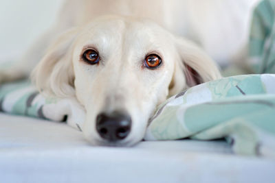 Intensive dog eyes of purebred adorable white saluki / persian greyhound. happy, relaxed female dog